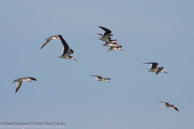 shoreline park